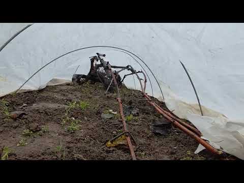 Видео: 12 ноября 2025 года. Укрываю виноград. Беларусь. 