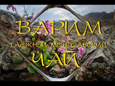Видео: Варим Таежный чай.(Бадан)