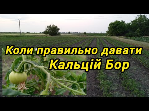 Видео: Кальцій, Бор. Листове живлення томата.