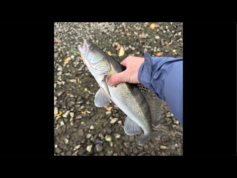 Видео: Рыбалка 🐟