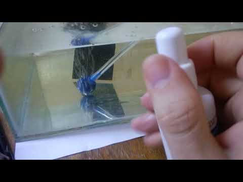 Видео: Забрал икру у скалярий