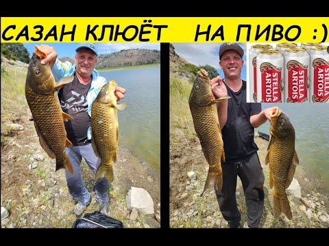 Видео: ХЕРАБУНА -  САЗАН КЛЮЁТ НА ПИВО :)