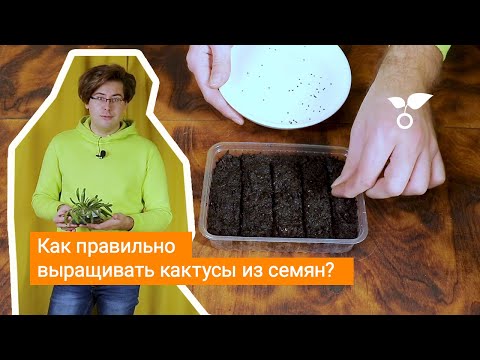 Видео: Как правильно выращивать кактусы из семян?