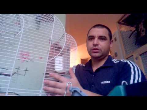 Видео: про клетку для Корелл