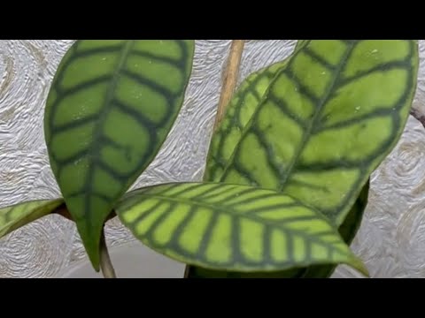 Видео: ОБЗОР ХОЙ💖🔥МОЁ НОВОЕ УВЛЕЧЕНИЕ и РЕЗУЛЬТАТЫ