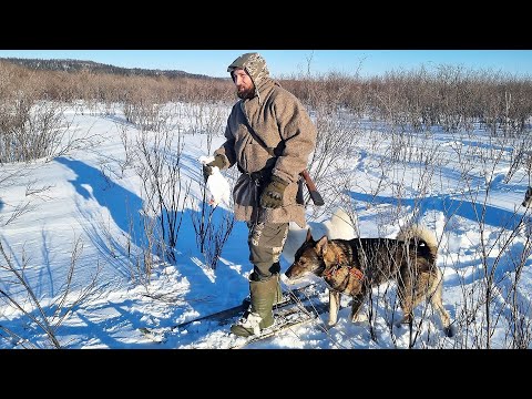 Видео: Искусство коми промысловой охоты | Изьватас олэм