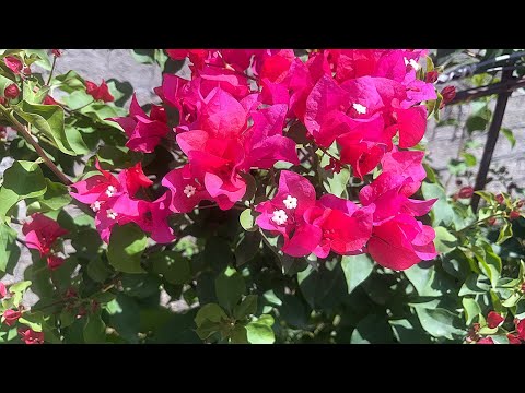 Видео: БУГЕНВИЛЛЕЯ🌺ГУЛИНИ КАЛАМЧА УСУЛИДА КУПАЙТИРИШ.ЧЕРЕНКОВАНИЕ БУГЕНВИЛЛЕИ