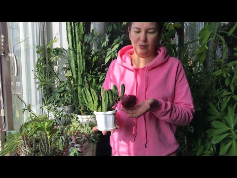 Видео: СТАПЕЛИЯ. СУККУЛЕНТЫ: уход и особенности