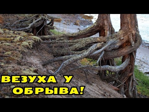 Видео: АБАЛДЕТЬ ВЕЗУХА! НАХОДКИ У ОБРЫВА В ЛЕСУ! В Поисках Клада от Влада!