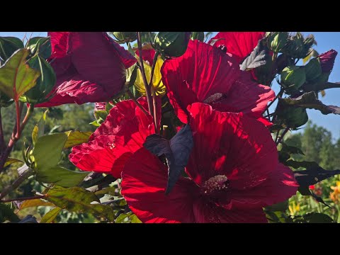 Видео: Как размножить морозостойкий гибискус черенками.