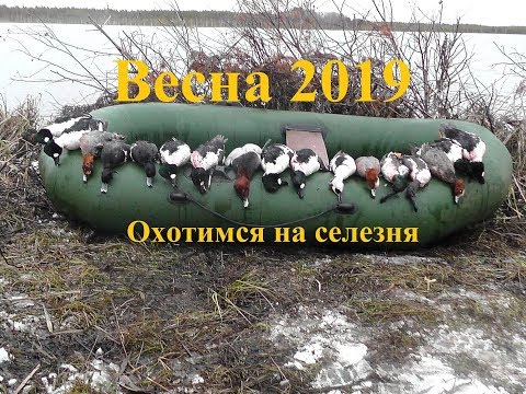 Видео: Охота на утку весна 2019. Весений селезень.