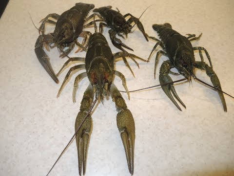 Видео: КАК ХРАНИТЬ РЕЧНОГО РАКА в ДОМАШНИХ УСЛОВИЯХ. Живые РАКИ Больше Недели.