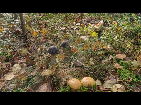 Видео: В лес за пряниками!