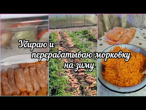 Видео: Осень 🍁убираю морковку. Хранение на зиму🥕