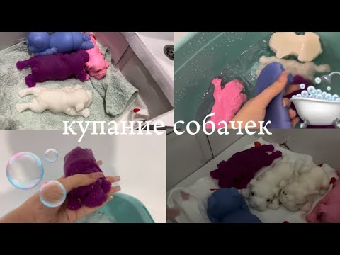 Видео: 🫧КУПАЮ СОБАЧЕК 🛁