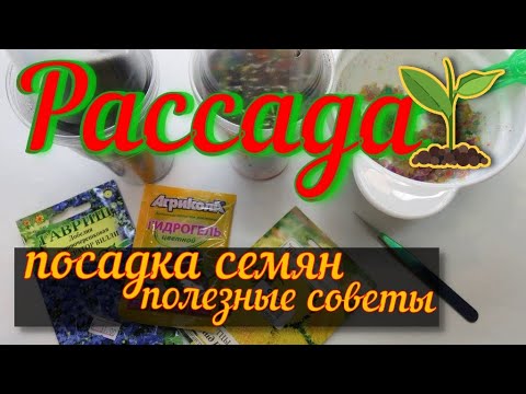 Видео: 🌱Рассада🌱  полезные советы🌿посадка в гидрогель, мини  парник