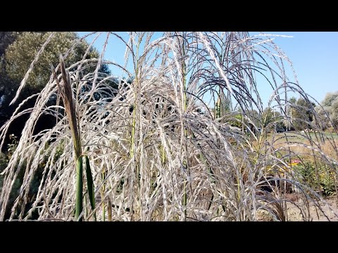 Видео: Мої бажалочки.🎁 Нові злакові трави в сад.🌾🌾🌾