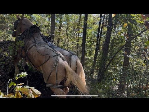 Видео: Эпизод о том, как не надо логировать🙄