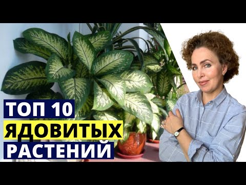 Видео: Топ 10 Ядовитых комнатных растений для домашних животных