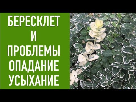 Видео: Бересклет и его проблемы