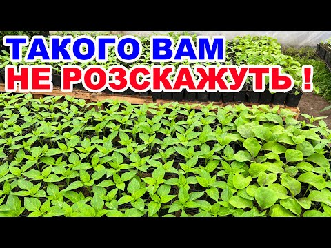 Видео: Чим підживити розсаду помідорів, огірків  та перцю? Ефективні поради !