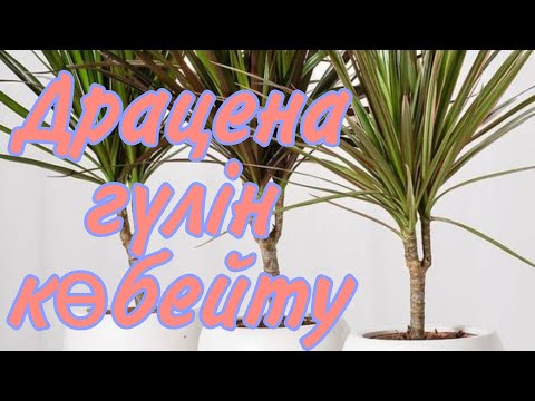 Видео: Драцена гүлінің көбеюі. Үй гүлдерінің күтімі. Бөлме гүлдерін күтіп баптау. ГҮЛДЕР ӘЛЕМІ. ҮЙ ГҮЛДЕРІ