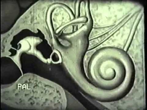 Видео: НаучФильм. Орган слуха человека