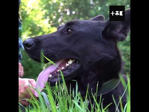 Видео: Дворняга на службе у ФСИН