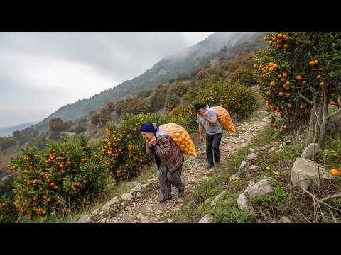 Видео: Поход пожилой пары на 10 км с 50 кг мандаринов на спине