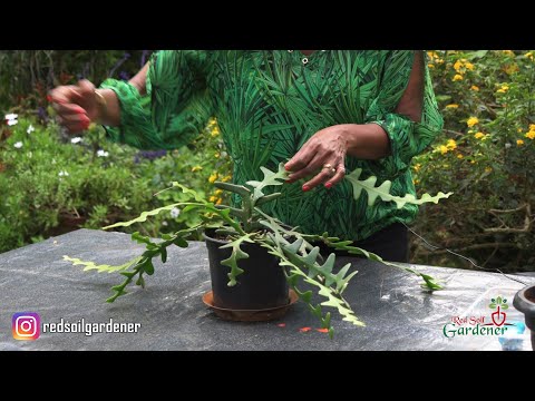 Видео: Руководство для начинающих по размножению кактуса «Рыбья кость» | Disocactus Anguliger