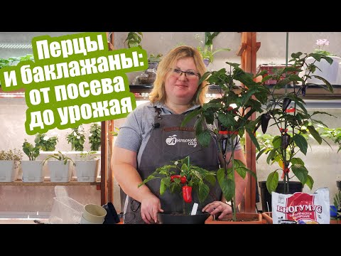 Видео: Шпаргалка по выращиванию перцев и баклажанов! Краткая инструкция от посева до урожая