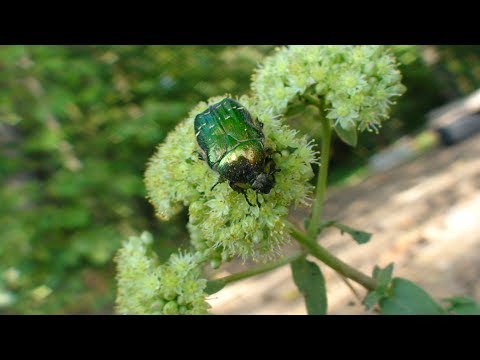 Видео: Бронзовка золотистая и интересные факты о ней