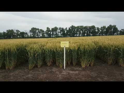 Видео: Пшениця СГІ