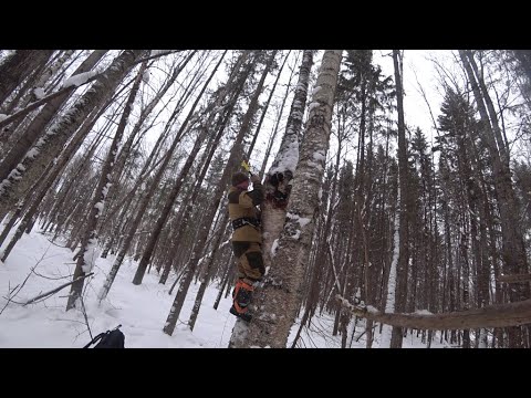 Видео: Зимой на сбор чаги. Таскаю полными рюкзаками!