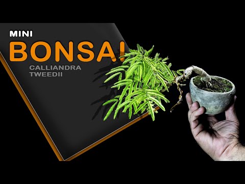Видео: Мини Бонсай - Calliandra Tweedii: Bonsai SP