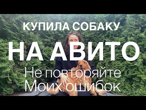 Видео: КУПИЛА СОБАКУ НА АВИТО! ОЖИДАНИЕ vs РЕАЛЬНОСТЬ! Не повторяйте моих ошибок