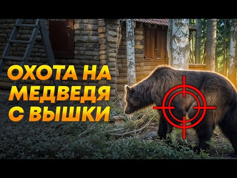 Видео: Охота на медведя с вышки! Вышел на приваду!