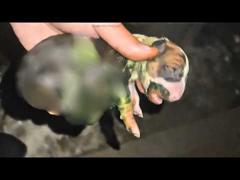 Видео: Щенок, оставленный умирать в снегу, едва не замерз, когда я спас его