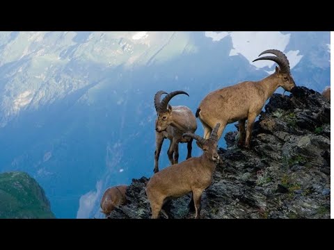 Видео: ОХОТА на ТУРА в ГОРАХ КАВКАЗА! ДУШЕВНЫЕ ГОРЦЫ на КОНЯХ и ЧАРУЮЩИЕ ГОРЫ!