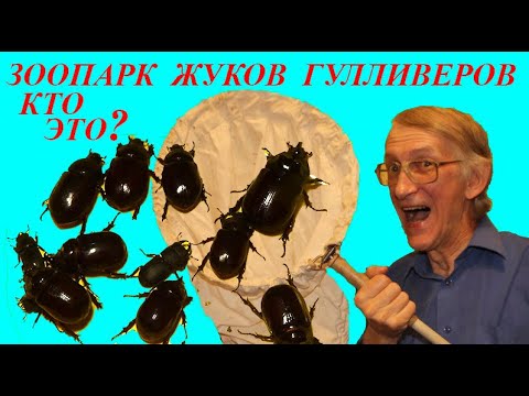 Видео: Где Найти Десять Жуков Носорогов? Где Живут Жуки Носороги? Школа Энтомолога.