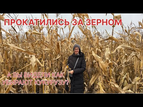 Видео: Татарская глубинка, проехали Татарское Азелеево и приехали Танаево за зерном, увидели сбор кукурузы 