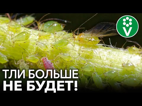 Видео: ТЛЯ БОИТСЯ ЭТОГО КАК ОГНЯ! Лучшее средство от тли без всякой "химии"