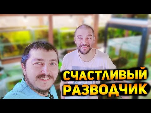 Видео: У Кости на акваразводне теперь куча живых кормов и телефонов! Забираю ГУСЕЙ!