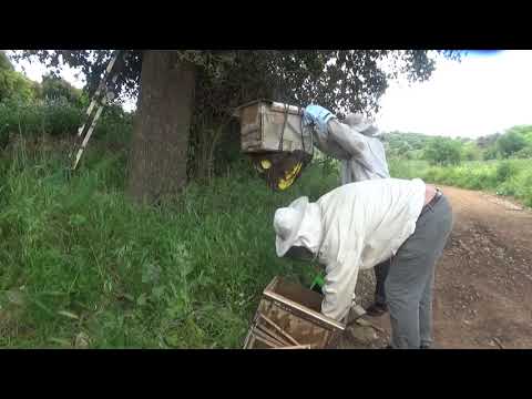 Видео: снимаю рой который прижился под ловушкой ,а второй внутри