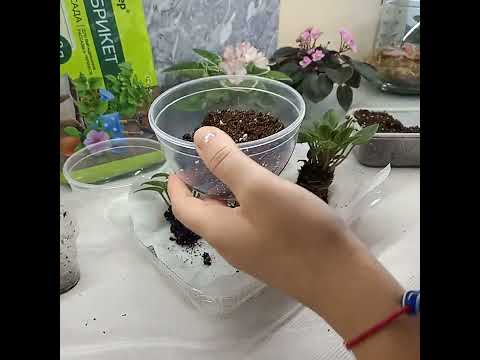 Видео: Пересаживаю и формирую трейлерные фиалки🥰🌺