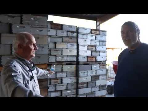 Видео: В хозяйстве Барри Харта, промышленного пчеловода из Джорджии (США)