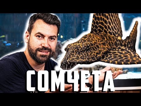 Видео: ТОП 3 СОМЧЕТА ЗА ЦИХЛИДАРНИК