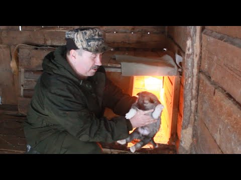 Видео: Экскурсия по питомнику ЗСЛ: Щенки, Новые собаки, Итоги сезона