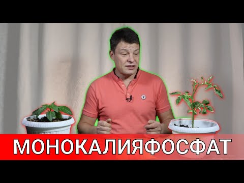 Видео: для чего и как правильно применять монокалияфосфат мое любимое удобрение