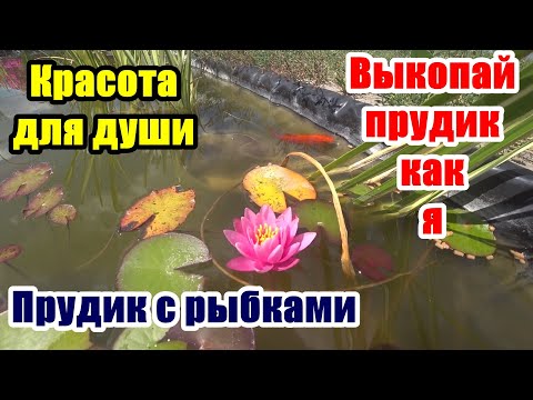 Видео: Прудик во дворе. Золотые рыбки кометы, красота